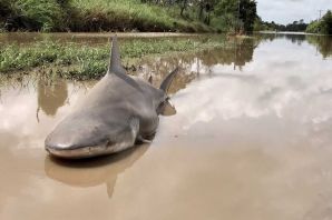 Акула бык в амазонке