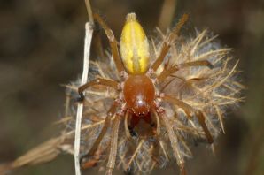 Паук хиракантида