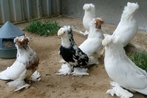 Бухарские голуби