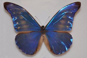 Бабочка морфо ретенор