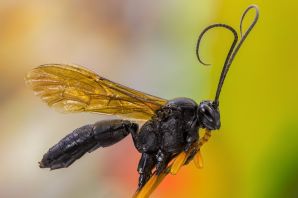 Насекомое оса наездник