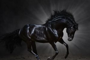 Вороной мустанг лошадь