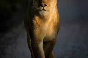 Гордая львица