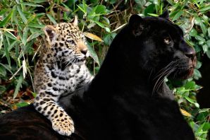 Семейство пантер