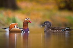 Две утки мандаринки
