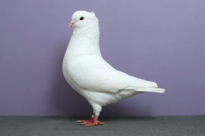 Породы белых голубей