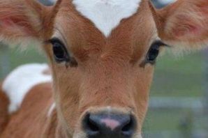 Взгляд коровы