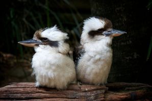 Кукабарра птенец