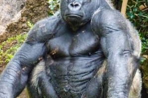 Горилла без шерсти