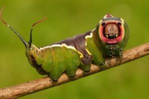 Хищная гусеница