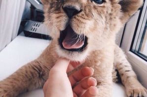 Львенок подросток