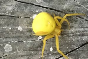 Желтый саак паук