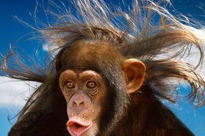 Обезьяна с волосами