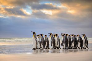 Стадо пингвинов