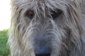 Перуанский волкодав