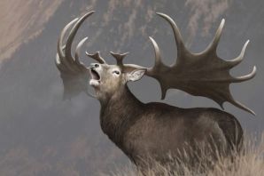 Сибирский большерогий олень
