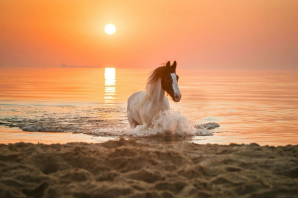 Лошади и море