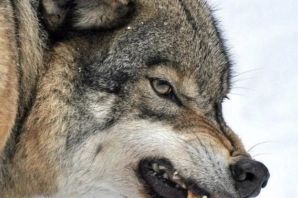 Оскал волка сбоку