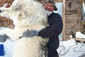 Огромный полярный волк