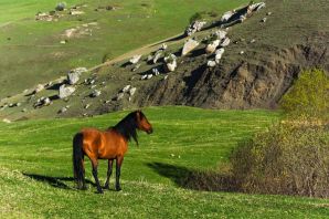 Дагестанская порода лошадей