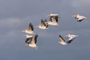 Перелетные птицы ставрополья