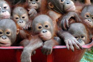 Куча обезьян