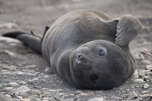 Южный морской слон детеныш