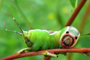 Гусеница с рожками