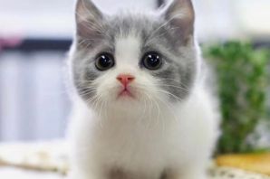 Котята породы манчкин