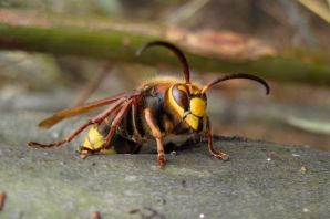 Девятерик шершень