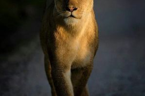 Грациозная львица