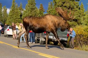 Гигантский лось