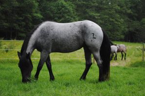 Вороно чалая лошадь