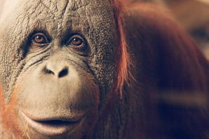 Обезьяна орангутан