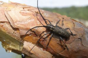 Жук еловый короед