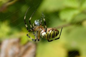Паук зебра аргиопа