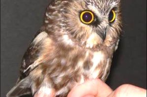 Маленькие виды сов