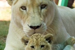 Львица и львенок