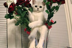 Котик с букетом цветов