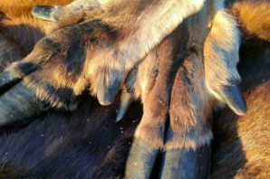 Копыто лося