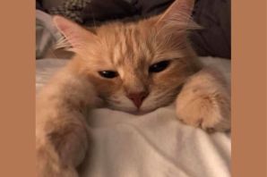 Обои эстетика котики