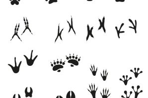 Следы вороны