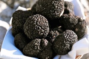 Трюфельная собака