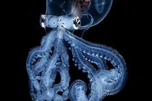 Глубоководный кальмар