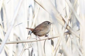 Птицы ставрополья