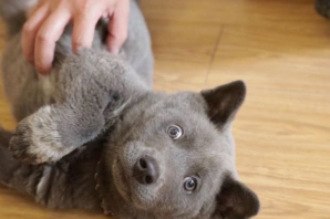 Вьетнамский хмонг собака