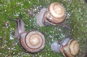 Улитки караколусы