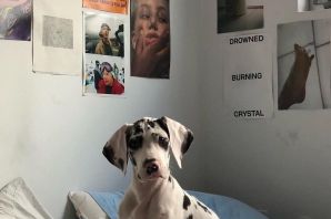 Собака с телефоном