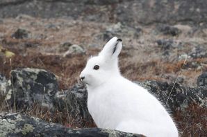 Типичные животные тундры