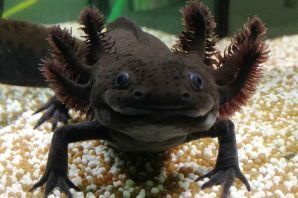 Аксолотль в аквариуме